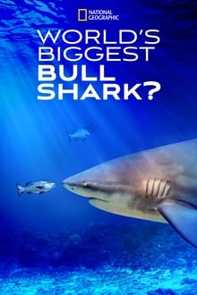 World's Biggest Bull Shark