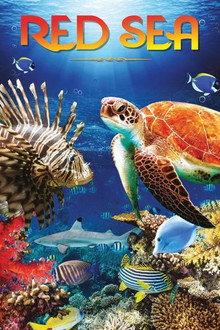 Red Sea 4K